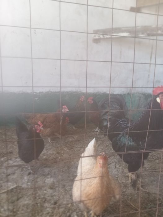 Продам петуха и кур