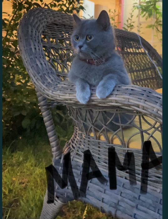 Котенок скотиш страйт девочка чистокороная