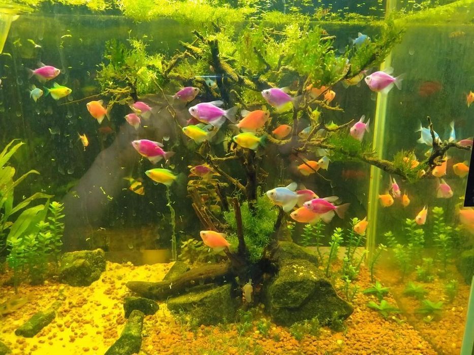Продажа рыбок в аквариум