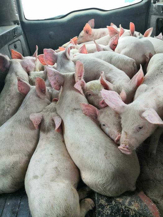 Малки прасета за