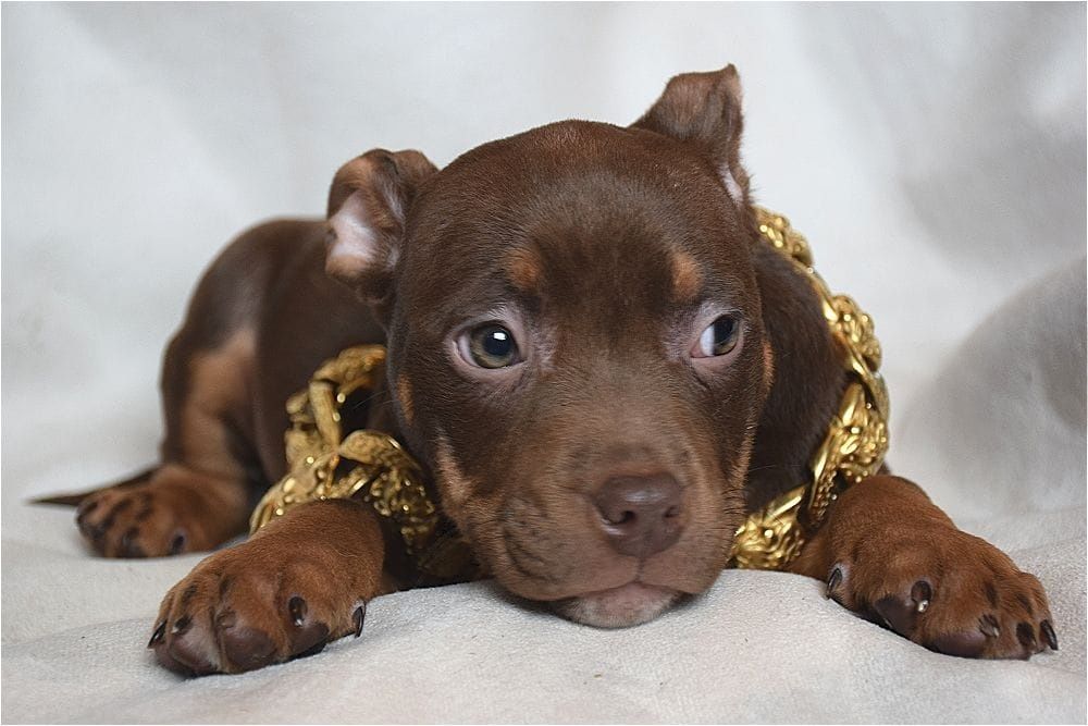 щенки американский булли