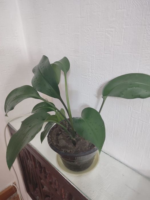 Продам Комнатные цветы от 1500