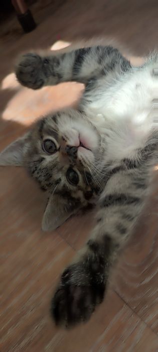 Симпотулечки- котята