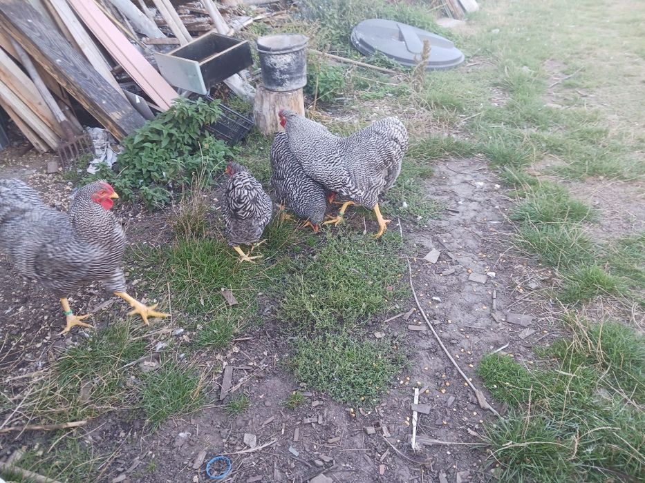 Cauta altă casă  o familie de wyandotte barat și o familie de wyandott