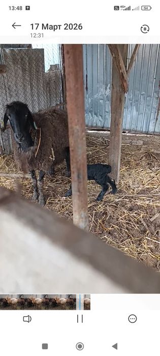 Гиссар матки котные