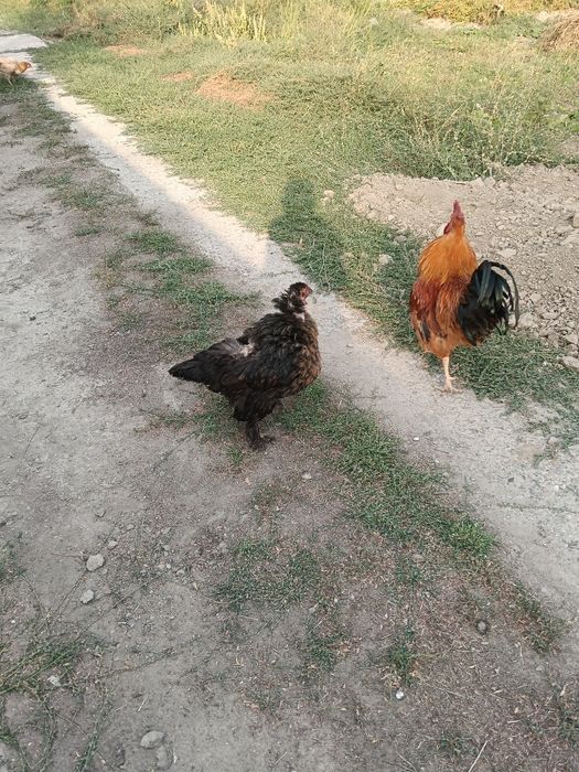 Продам молодой петухи