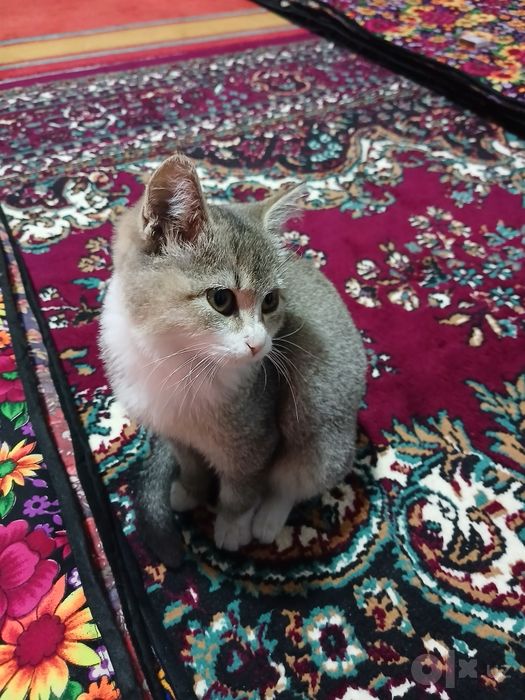 Mushuk:zolotoy shinshila kobbi