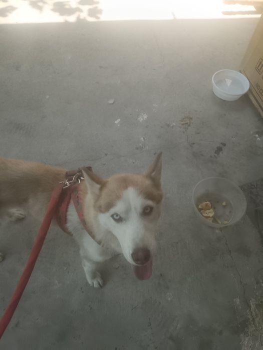 Собака сибирский хаски Ещё не родила