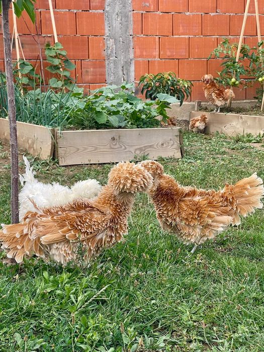 Oua găini paduana frezată