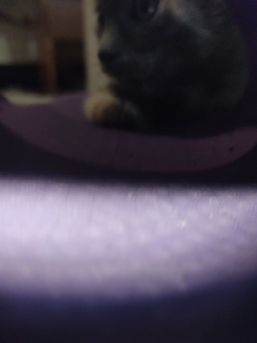 Котёнок девочка милая