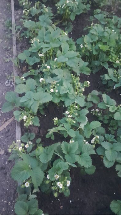 Продаем рассаду клубники