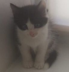 Котенок Малыш в добрые ручки
