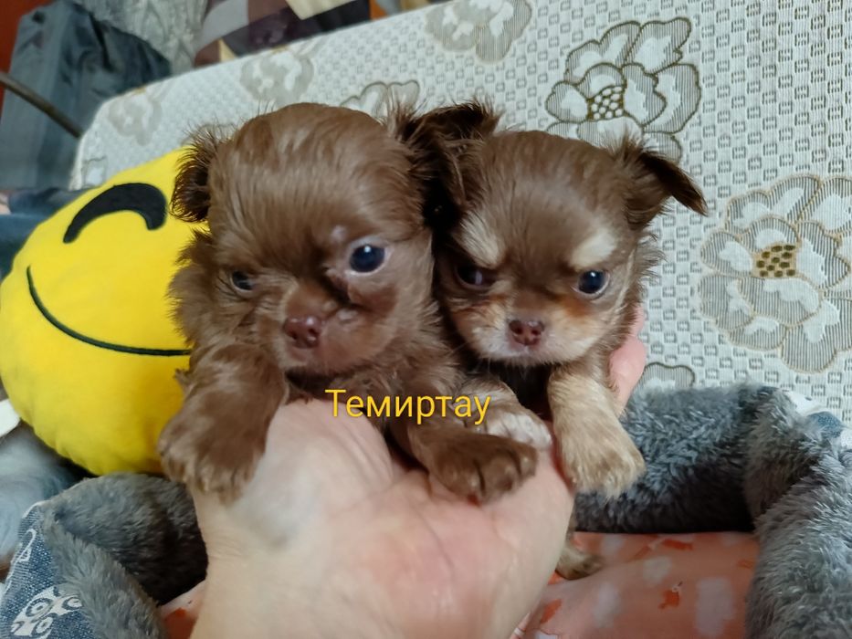 Шикарный малыш чихуахуа