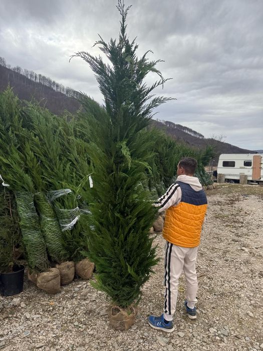 Cupresocyparis leylandii