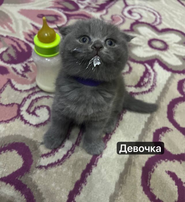 Милые котята