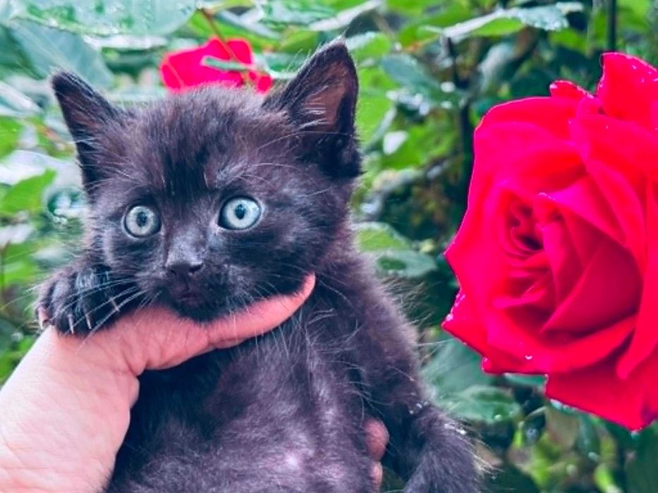 Мъжко/ женско коте търси дом