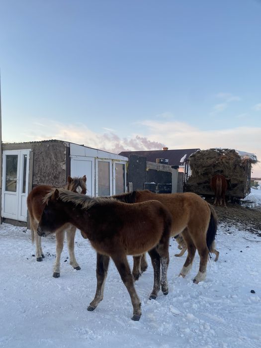 Тай жабағылар сатлады