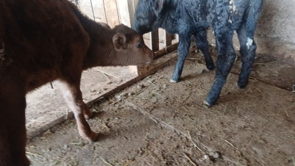 1 апта 1айлык үрғашы бұзаулар сатылады