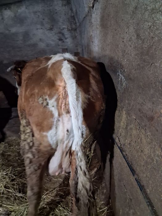 Vand vaci baltata romanesc