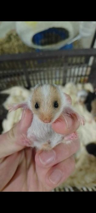 Сирийские хомяки