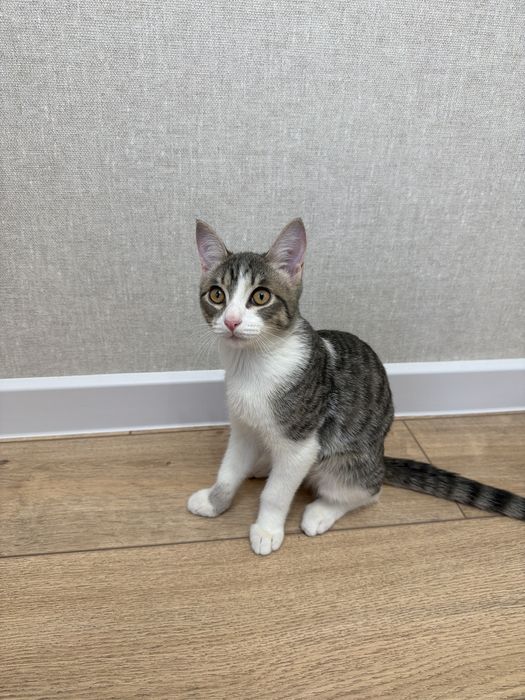 Котенок мальчик, игривый, отдам в добрые руки