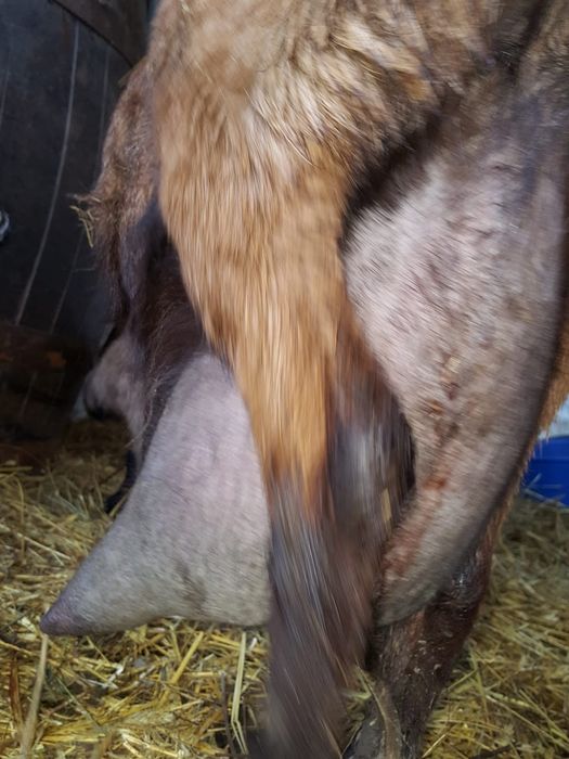 Vând iede alpine franceze