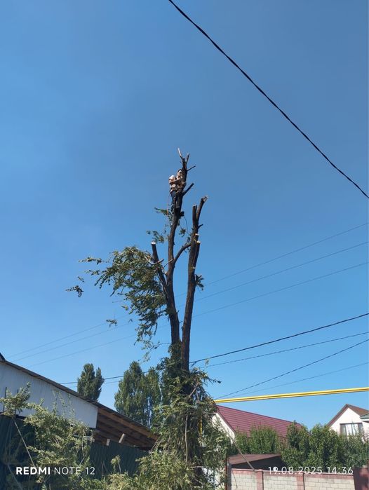 Спил деревье Ағаш кесу