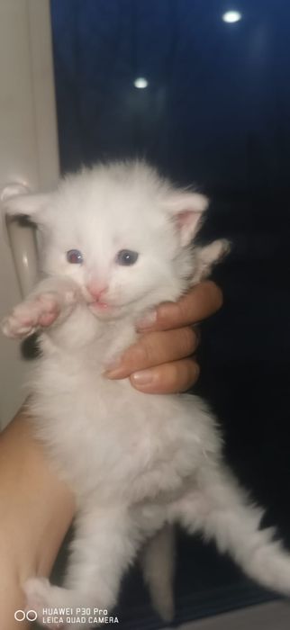 Мейн кун котята  мальчик и 2 девочки