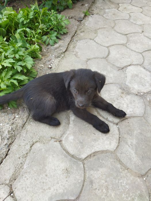 Щенок мальчик отдам в хорошие руки