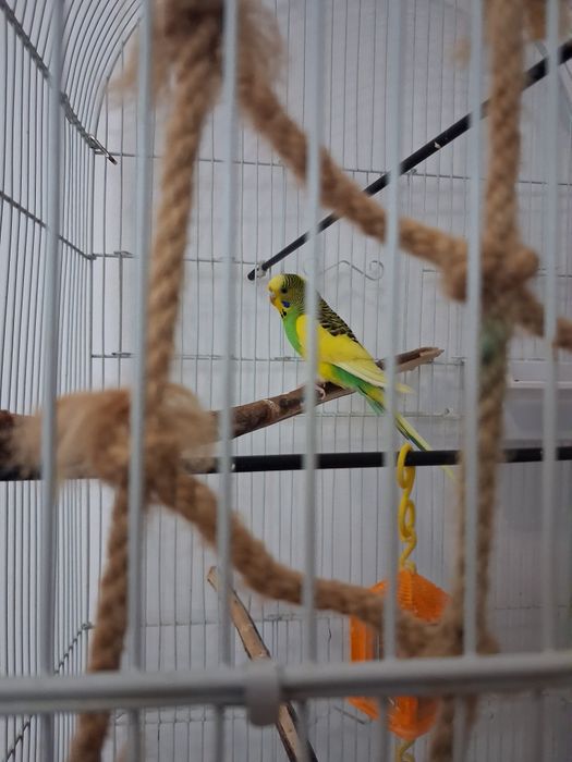 Perus de vanzare +colivie