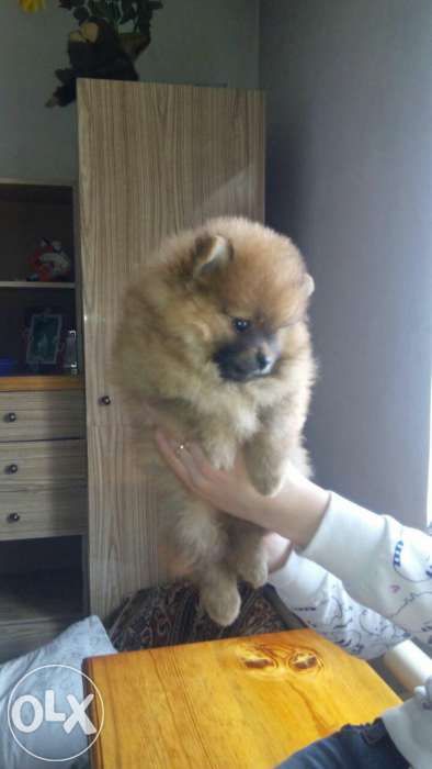 Продам щенков померанского шпица