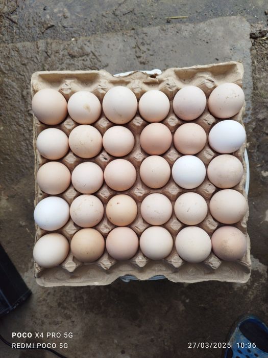 Tovuq tuxumi bor !!! Товук тухуми бор инкубатор учун