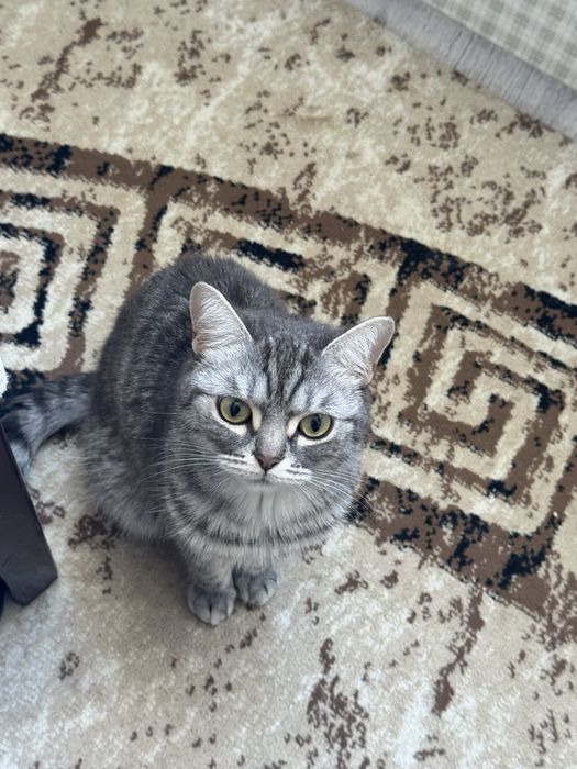 Британдық қысқа жүнді мысық сатылады.