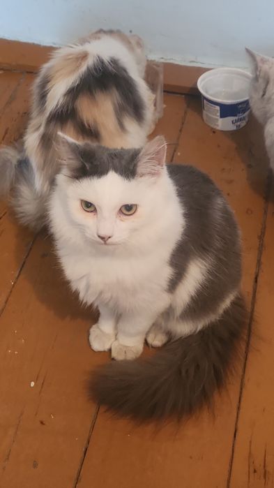 Отдам котенка мальчика бесплатно