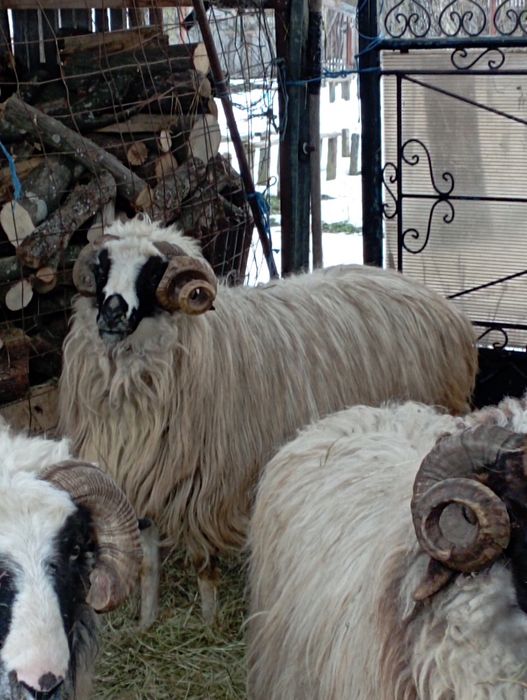 Vând berbec brez mare