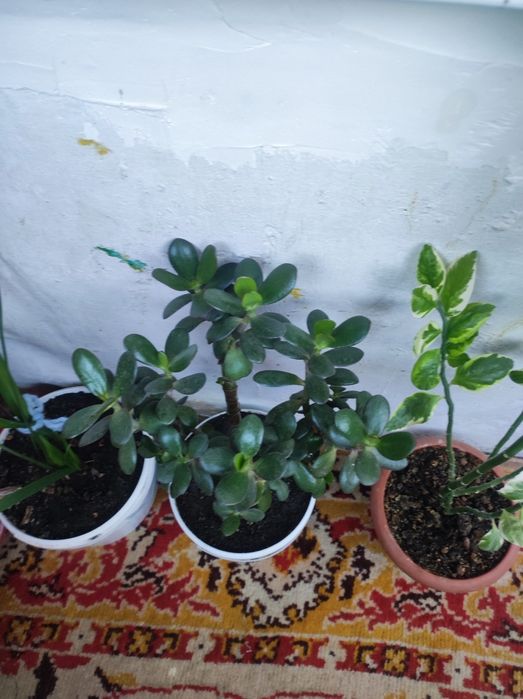 Комнатные цветы по договоренности