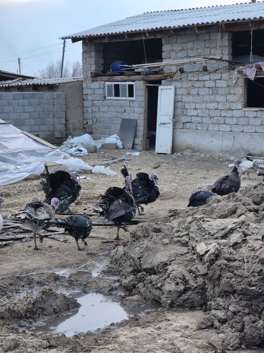 Индюк сатыладыыы