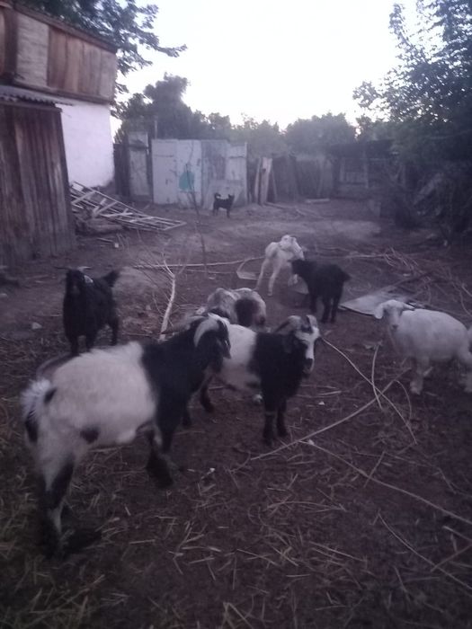 Жирных козы продам