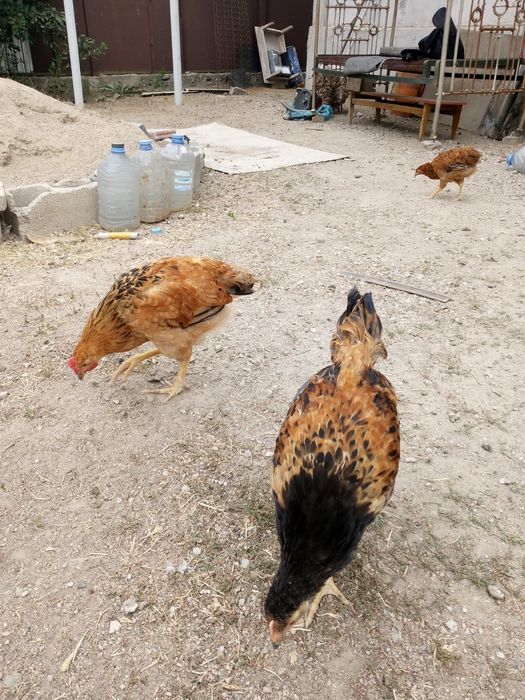 Петух 8 айлық,инкубатор емес