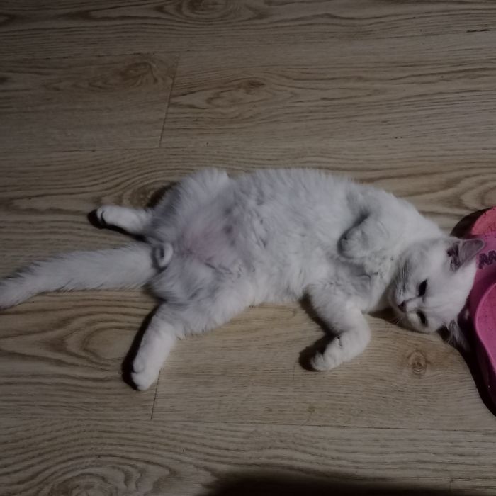 Породистые котята