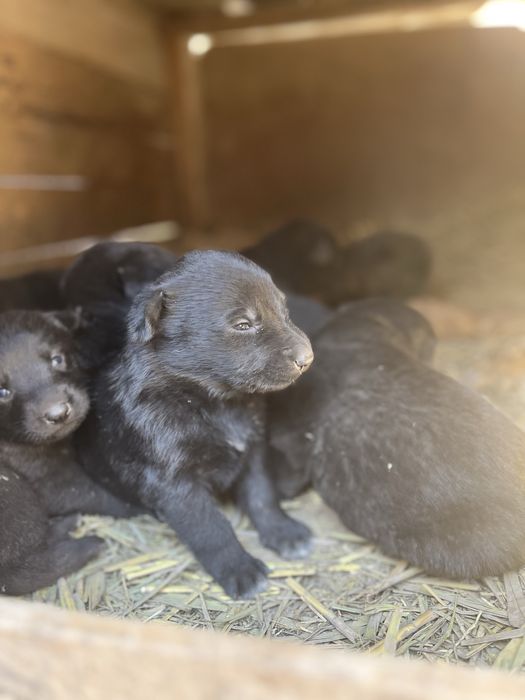 Щенки немецкая овчарка