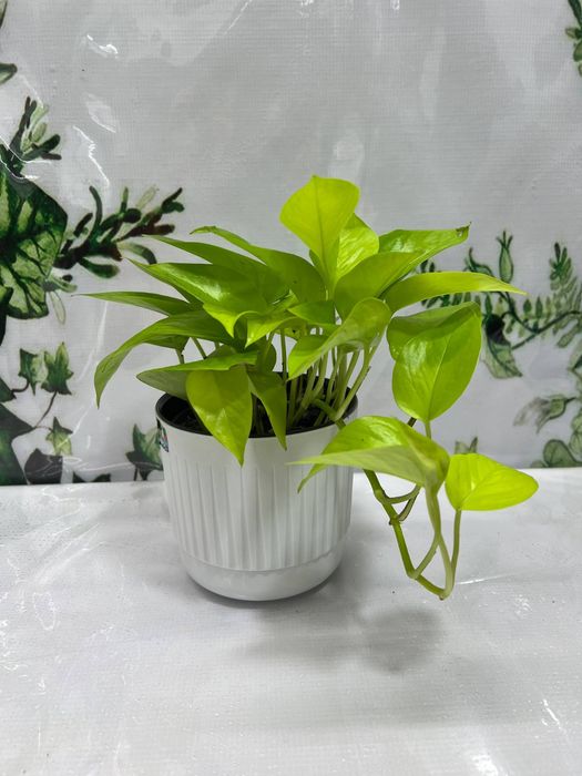 Бамбуки в продаже
