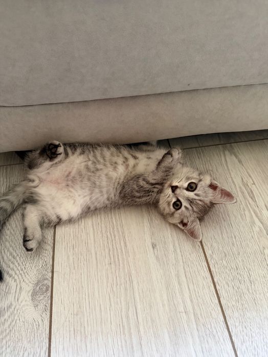 Котенок мальчик 2 месяца
