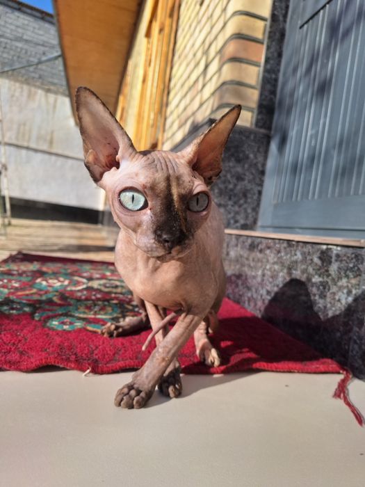 Кошка породы сфинск