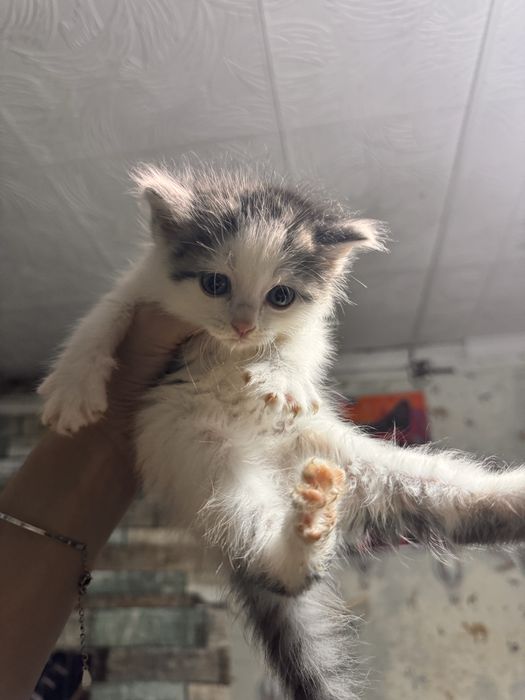Отдам котят в добрые руки