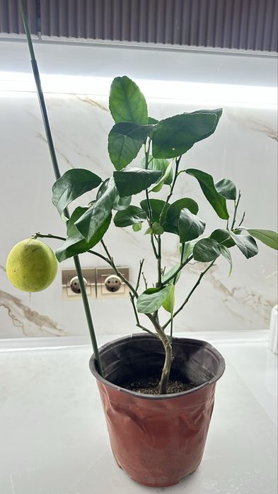 Продам Лимон Мейера 15.000