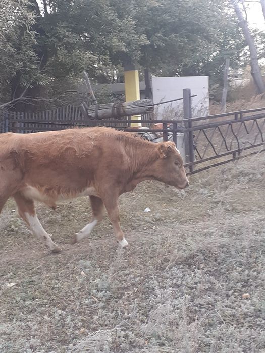 Продам бычка пять месяцев