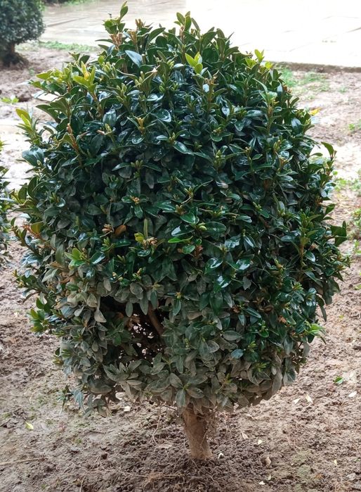 Шамшод рост от 30 до 60 см