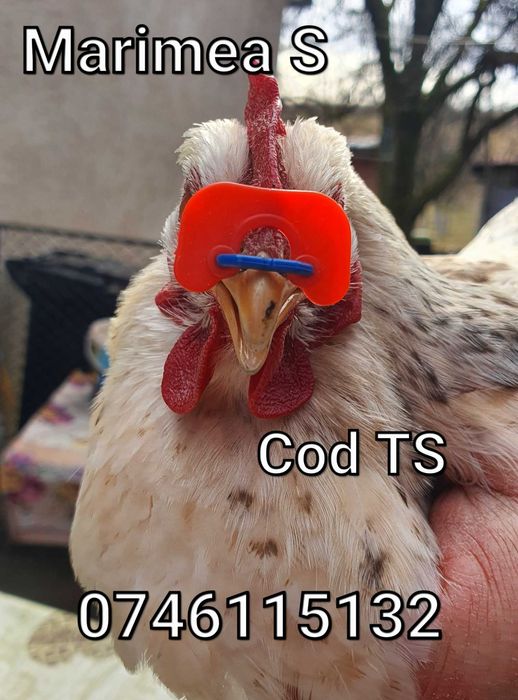 TS-Ochelari FARA STRAPUNGERE NAZALA pentru Gaini Fazani Cocosi Pauni