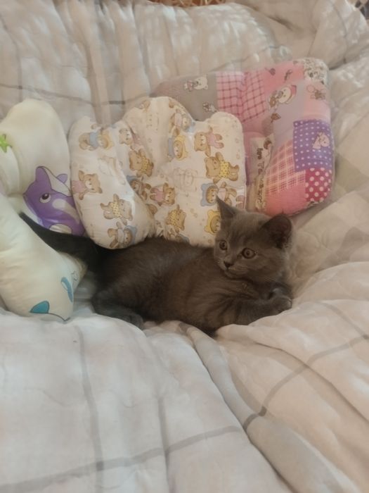 Mushukchalar sotiladi